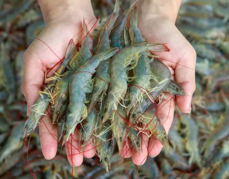 shrimp.jpg