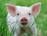 //iprnrwxhkqrq5q.leadongcdn.com/cloud/lrBqnKmmSRklrokjqokp/feed-additives-for-pigs.jpg