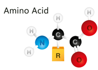 //iprnrwxhkqrq5q.leadongcdn.com/cloud/lrBqnKmmSRmjprlnmlkm/amino-acid.jpg