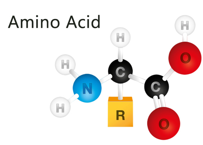 The essentials of limiting amino acids