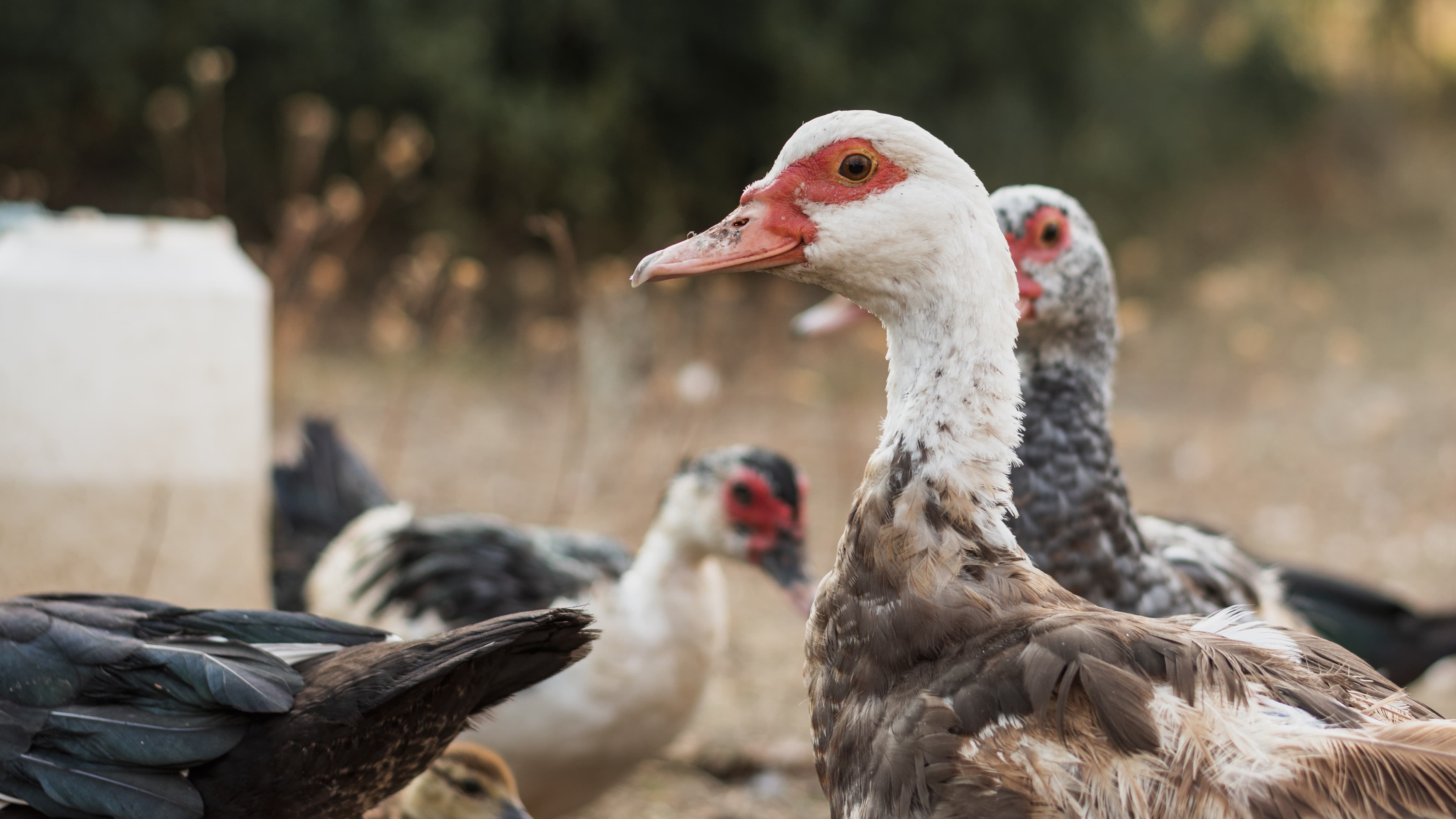 group ducks