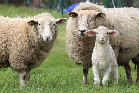 sheep-1547720_640.jpg