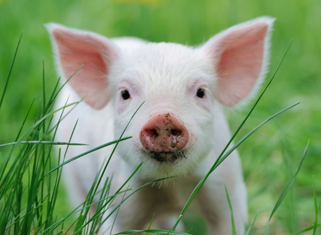 pig feed.png