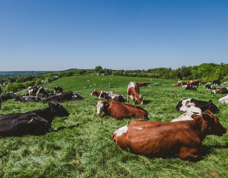 trace elements for livestock.jpg