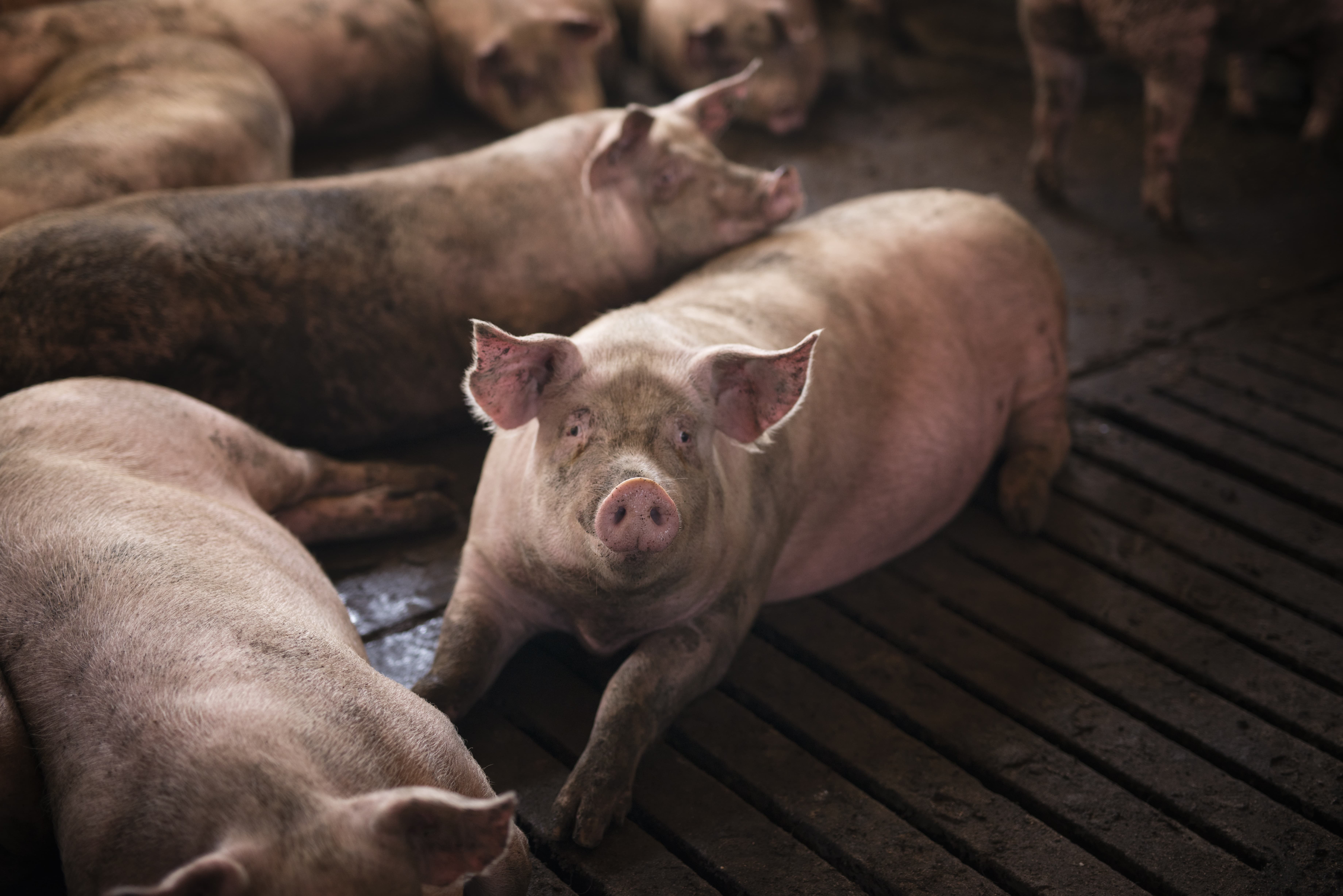 pigs
