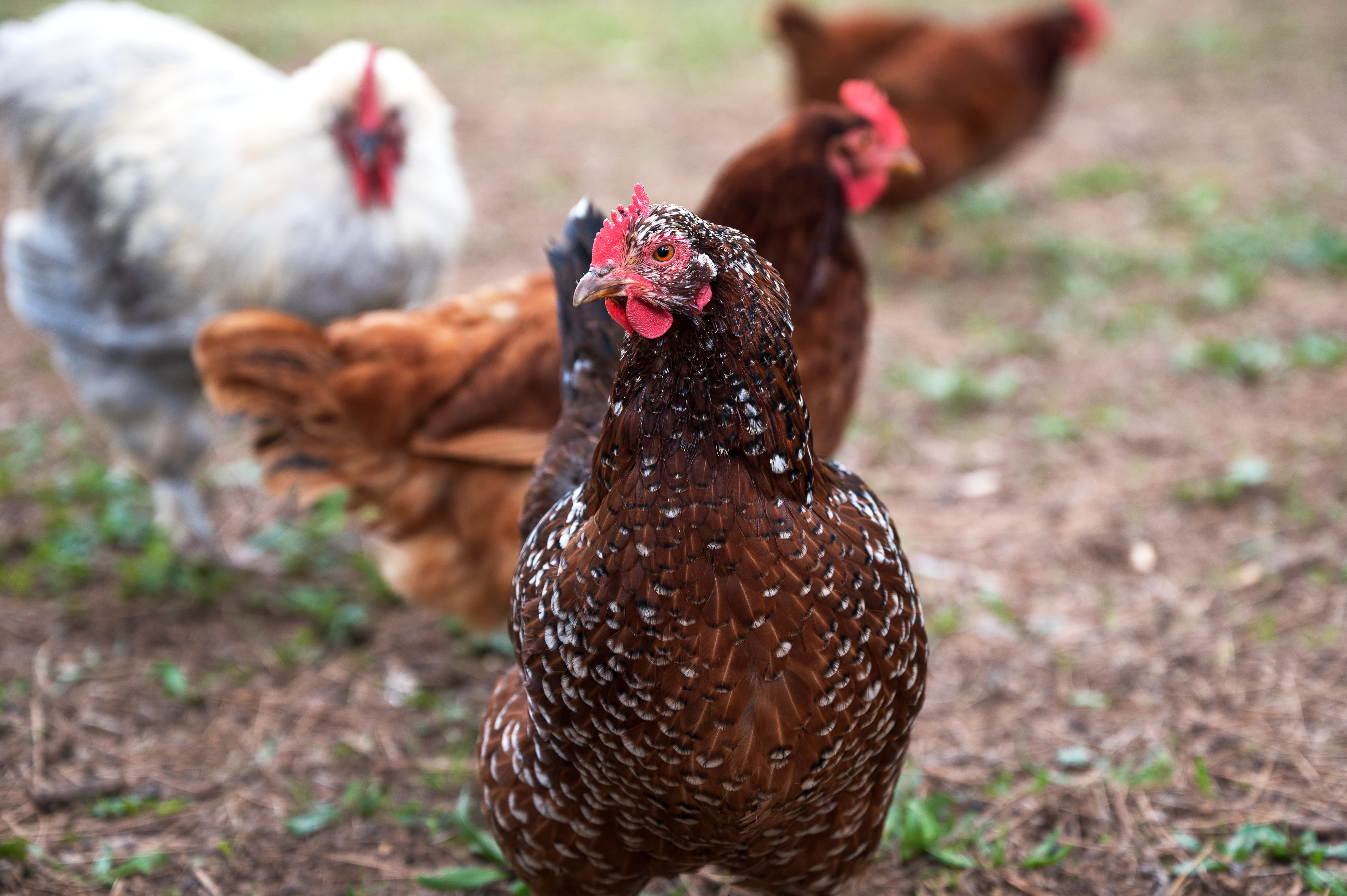 chicken