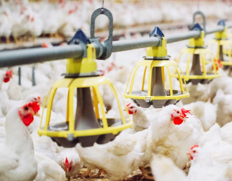 chicken farm.jpg