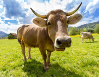//iprnrwxhkqrq5q.leadongcdn.com/cloud/lrBqnKmmSRpkrjlkqlkp/feed-additive-for-cattles.jpg