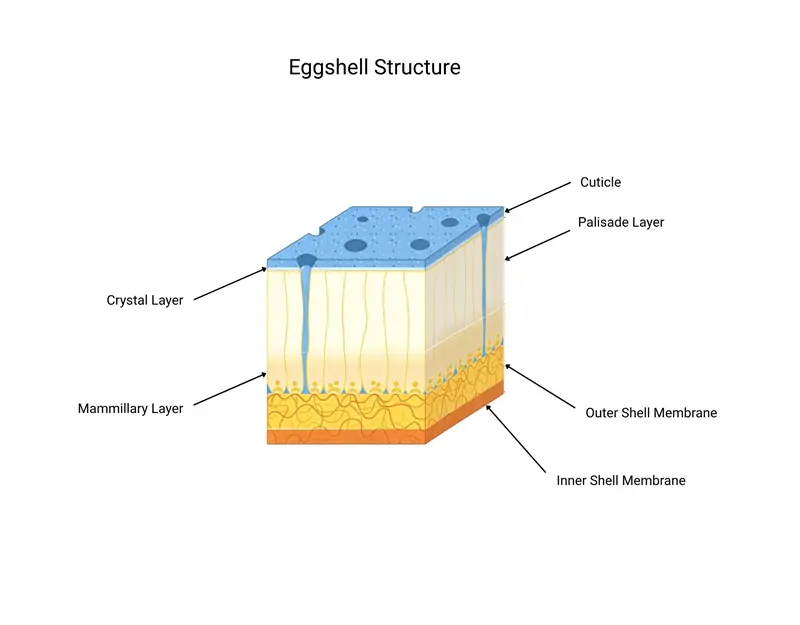 Eggshell Structure Eggshell Structure