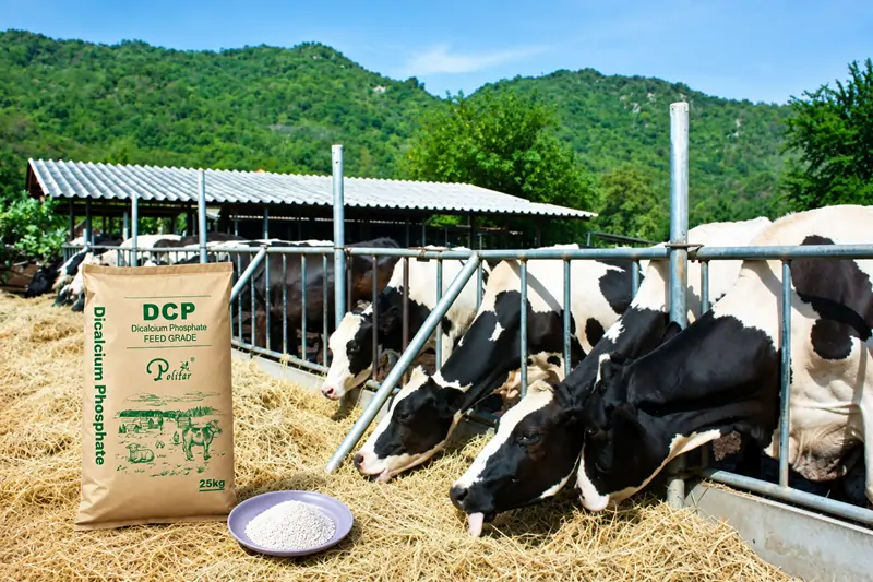 DCP in feed additives