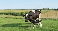  Ruminant Animal Health 