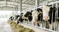 Ruminant Animal Health 