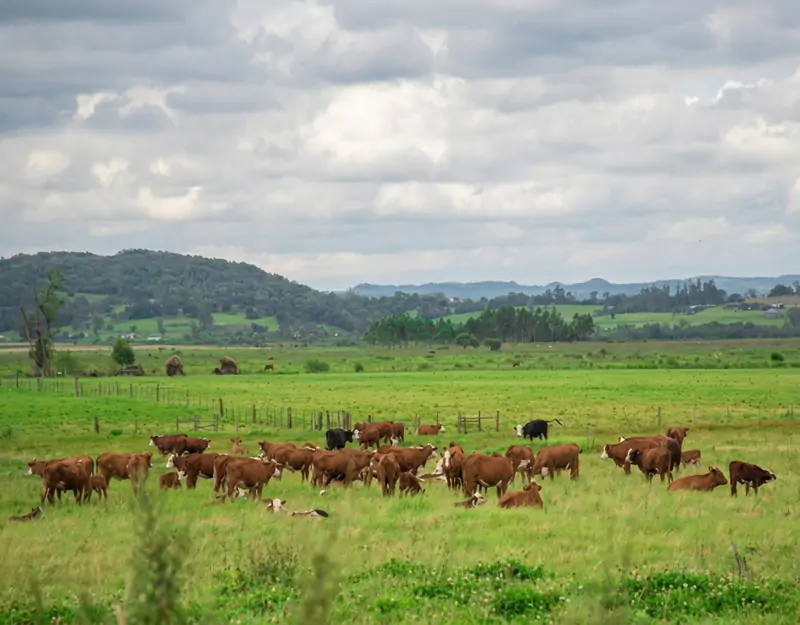 Effects of rumen-protected methionine in beef cattle