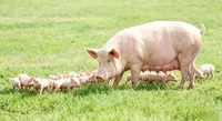 Swine Nutrition Formulas 