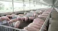 Swine Nutrition Formulas 