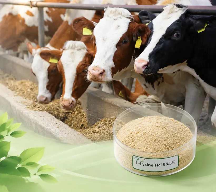 98.5% L-Lysine HCL Advantages