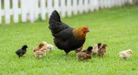 Poultry Feed Additives 
