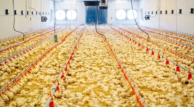 Chicks