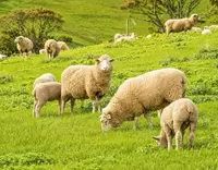 //iprnrwxhkqrq5q.leadongcdn.com/cloud/pnBqnKmmSRplljqolqkm/Manganese-Sulphate-for-Ruminants_703_550.webp