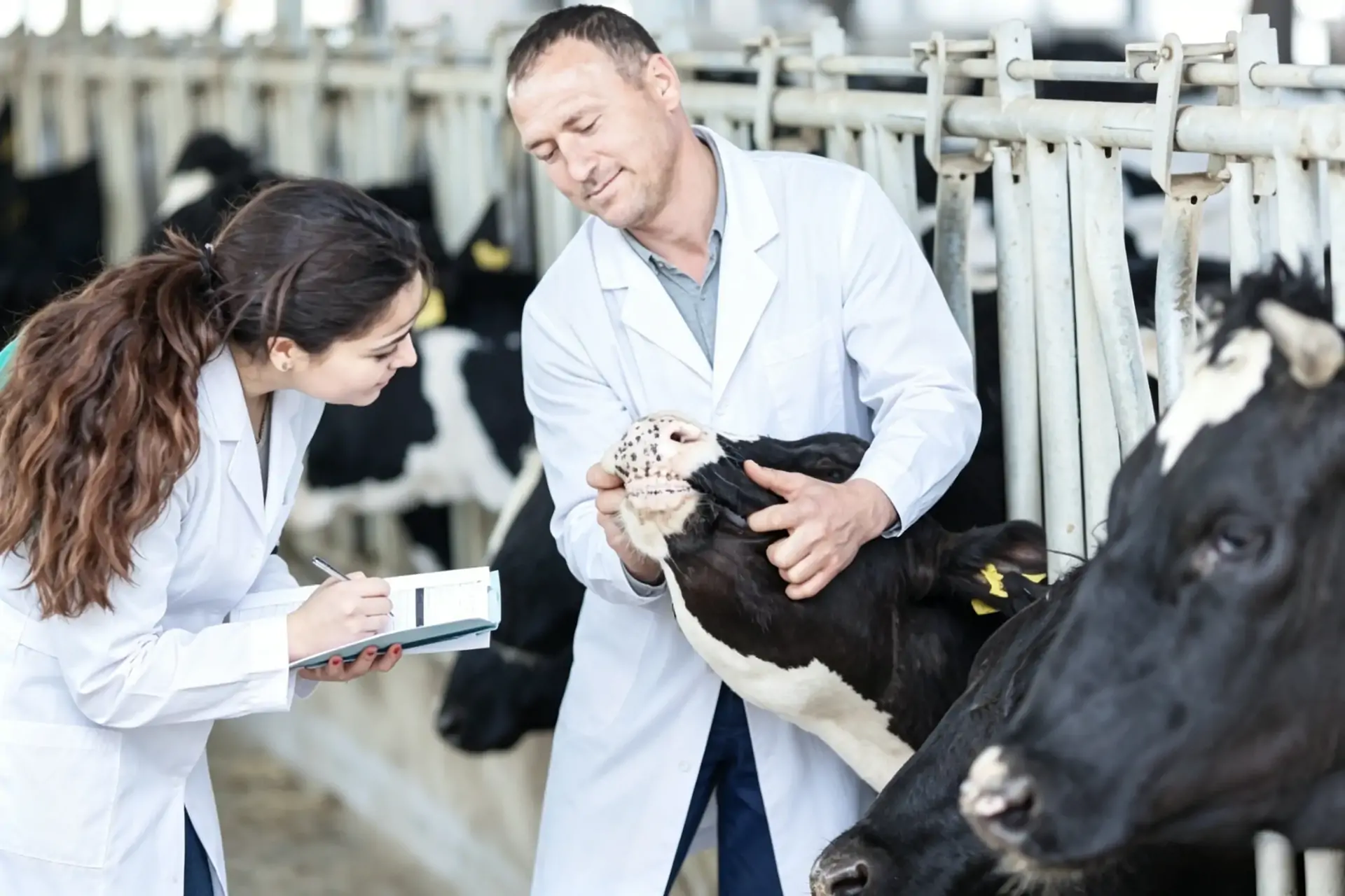 Animal Health
