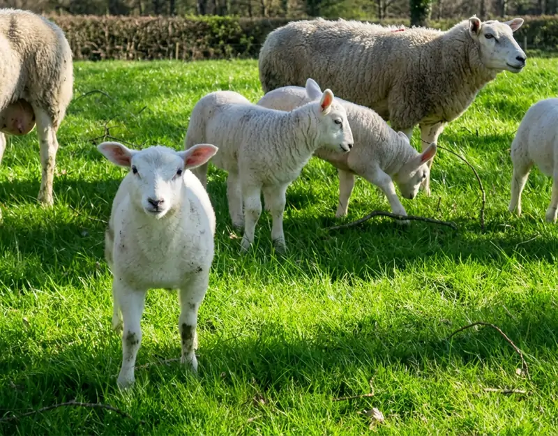 Nutritional effects of rumen-protected methionine in sheep