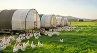 Poultry Feed Additives 