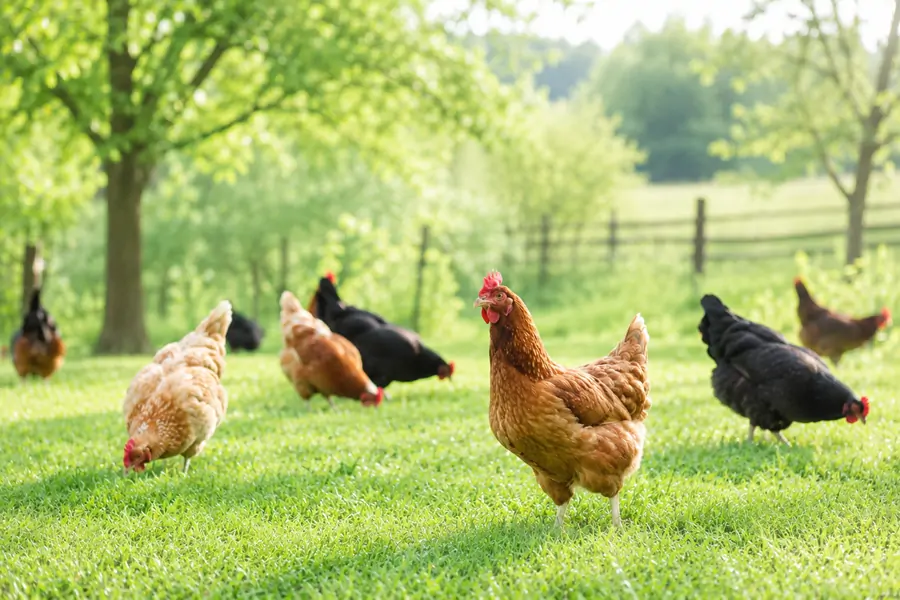 Animal Welfare